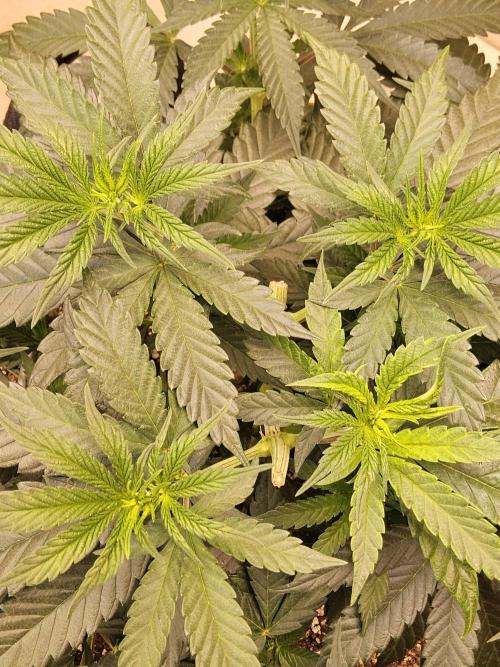 Bubba Seedsman. Week 5