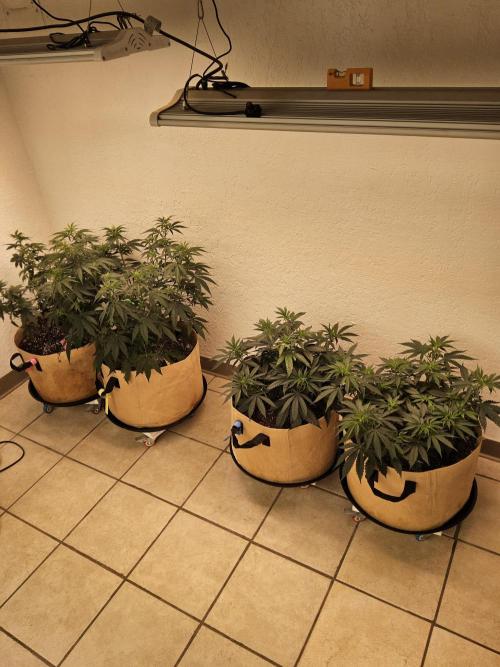 Bubba Seedsman. Week 5