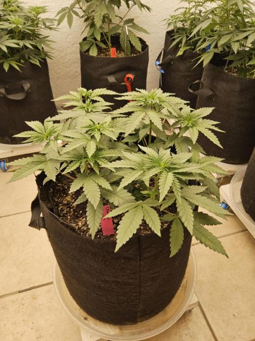 Regrow of Cheesus. Week 5
