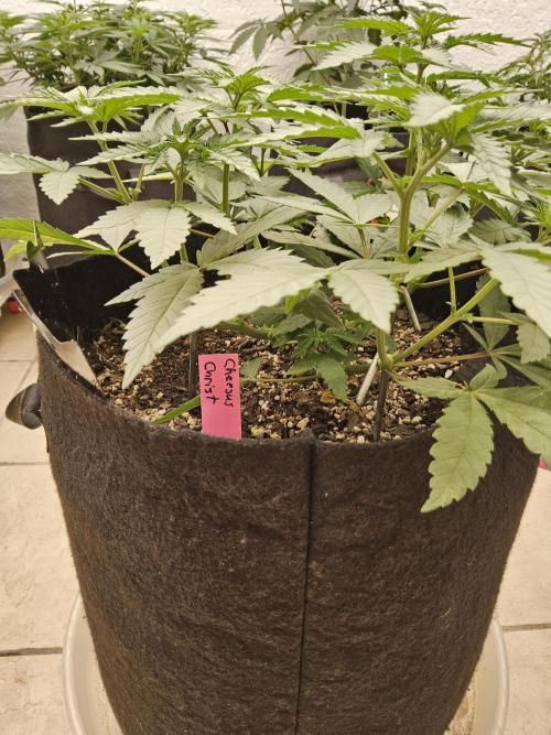 Regrow of Cheesus. Week 5