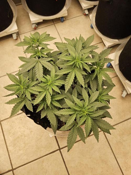 Regrow of Cheesus. Week 5