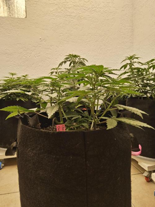 Regrow of Cheesus. Week 5