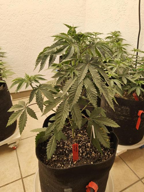 Regrow of Cheesus. Week 5