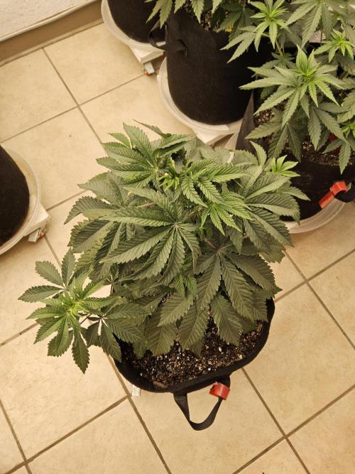 Regrow of Cheesus. Week 5