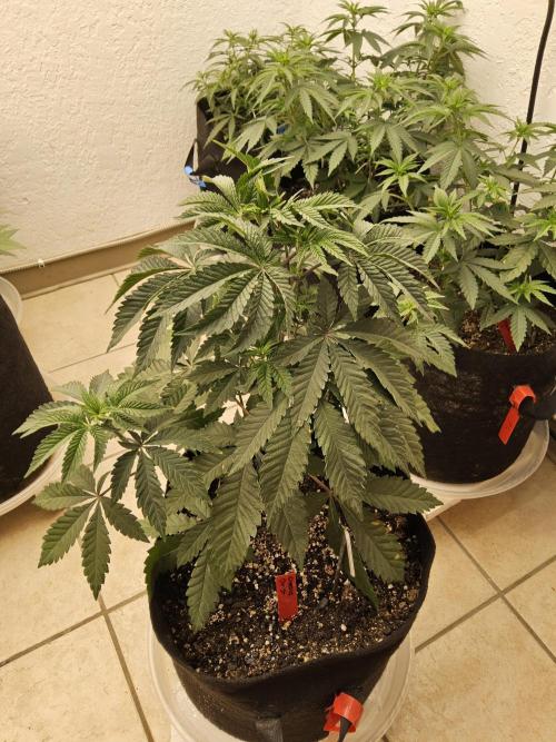 Regrow of Cheesus. Week 5