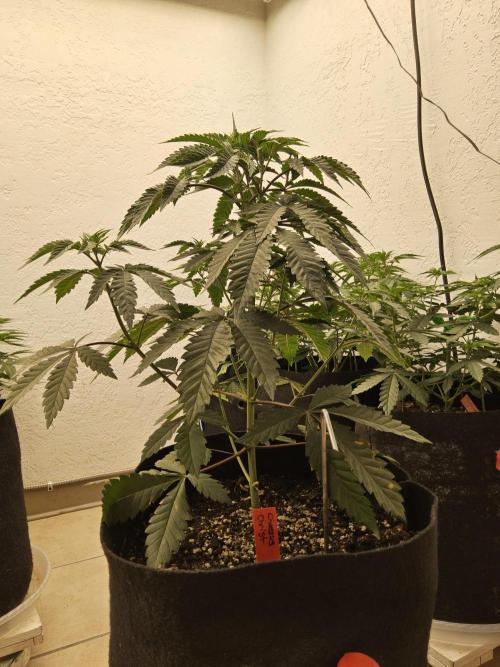 Regrow of Cheesus. Week 5