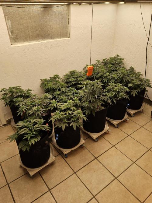 Regrow of Cheesus. Week 5