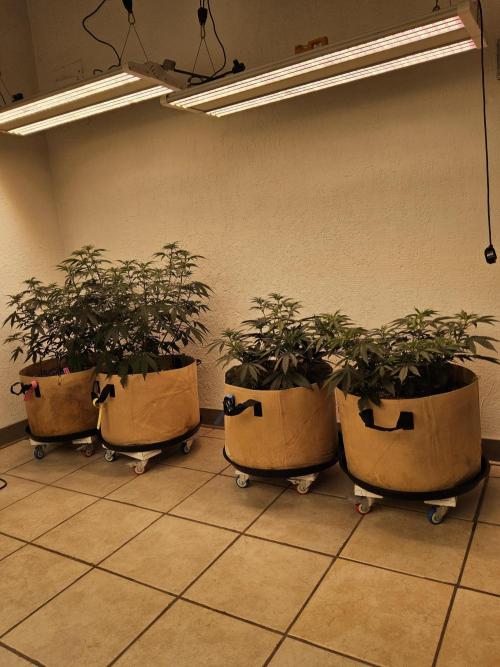 Regrow of Cheesus. Week 5