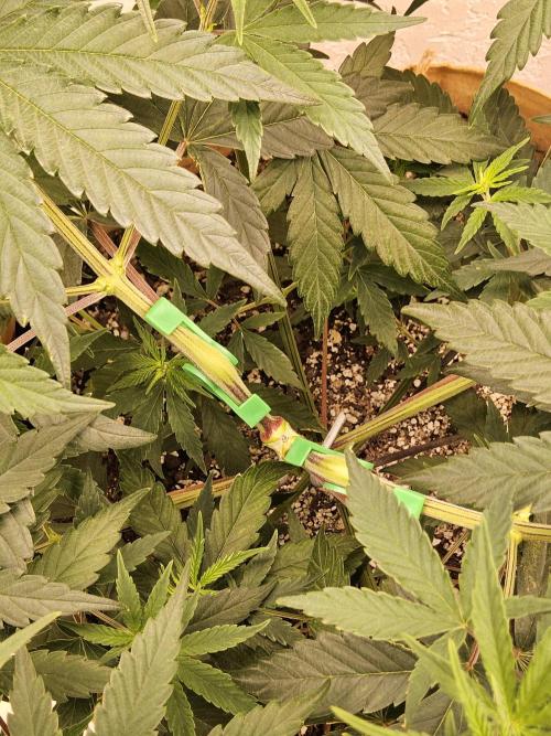 Amnesia go fast. Week 5