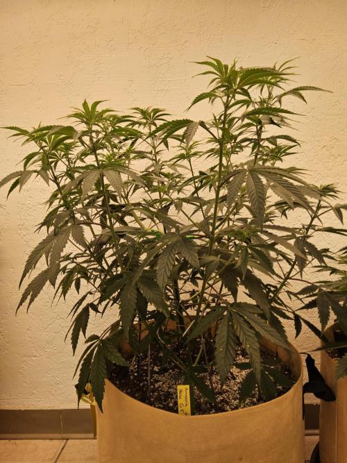 Amnesia go fast. Week 5