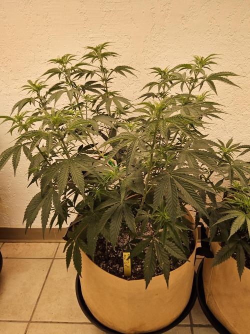 Amnesia go fast. Week 5