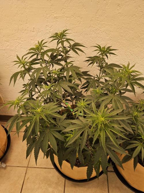 Amnesia go fast. Week 5