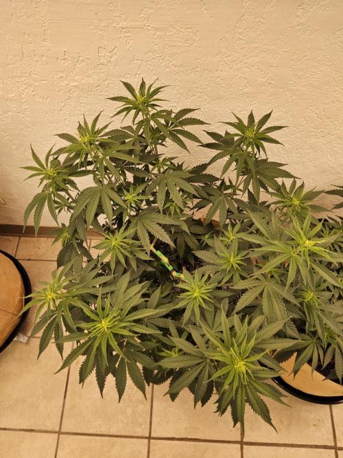 Amnesia go fast. Week 5
