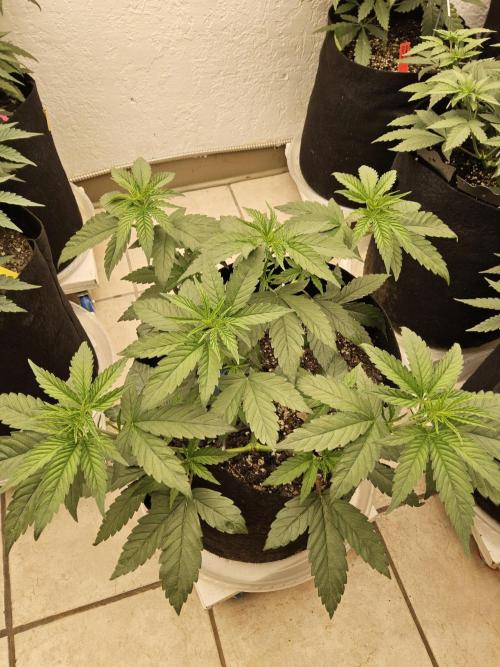 Amnesia go fast. Week 5