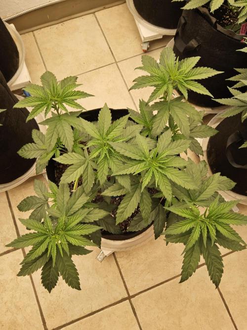 Amnesia go fast. Week 5