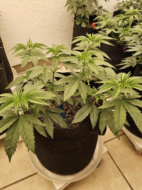 Amnesia go fast. Week 5