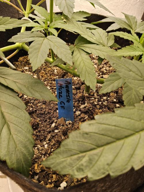 Amnesia go fast. Week 5