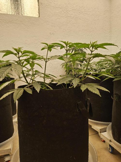 Amnesia go fast. Week 5
