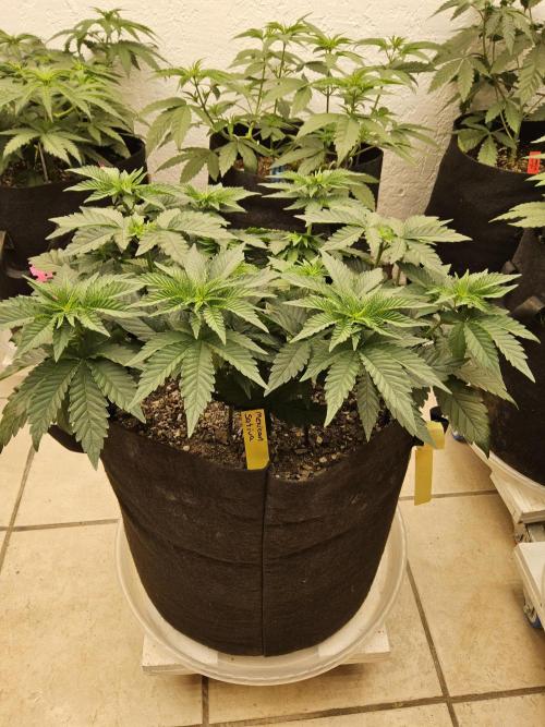 Mexican Sativa. Week 5