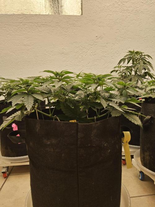 Mexican Sativa. Week 5
