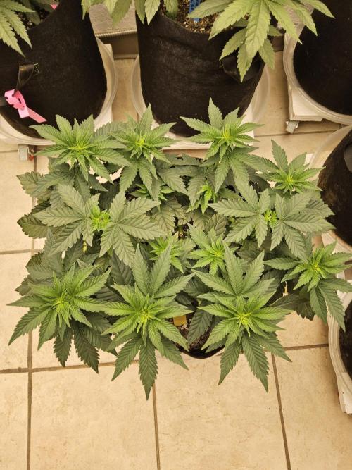 Mexican Sativa. Week 5