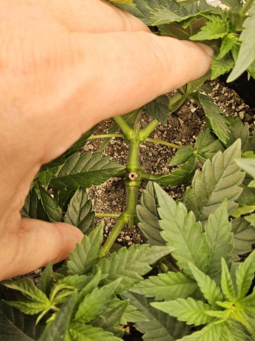Mexican Sativa. Week 5