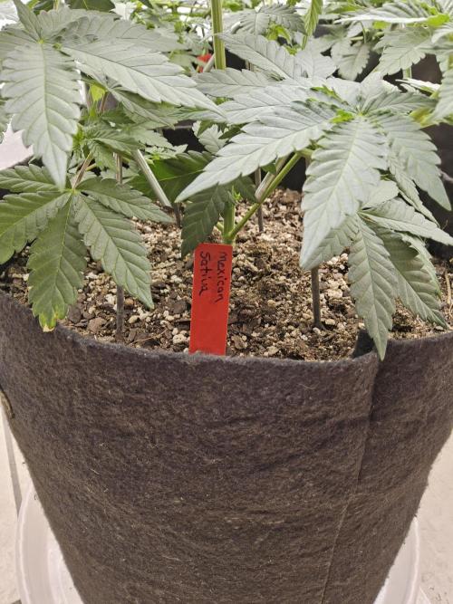 Mexican Sativa. Week 5
