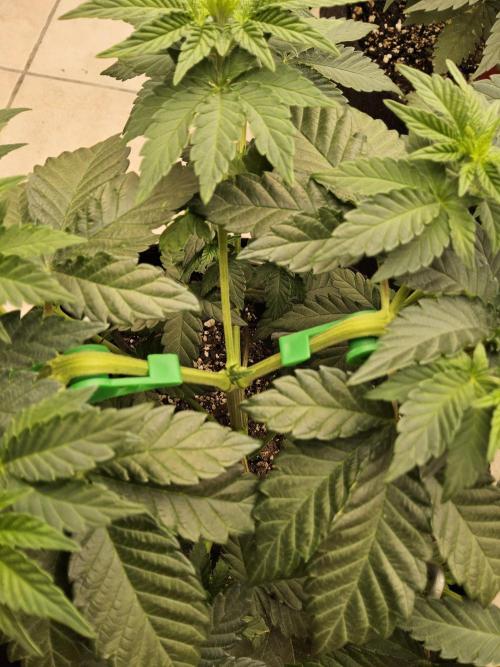 Mexican Sativa. Week 5