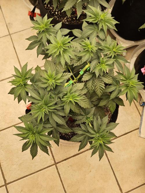 Mexican Sativa. Week 5
