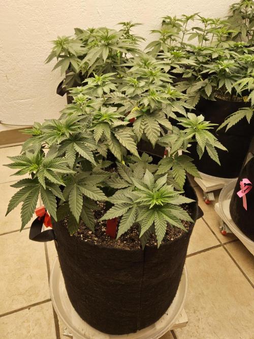 Mexican Sativa. Week 5