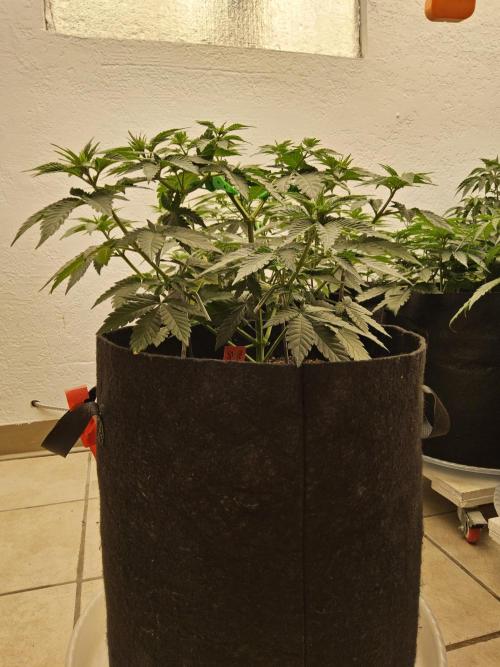 Mexican Sativa. Week 5
