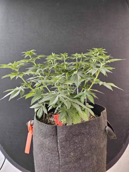 Mexican Sativa. Week 6