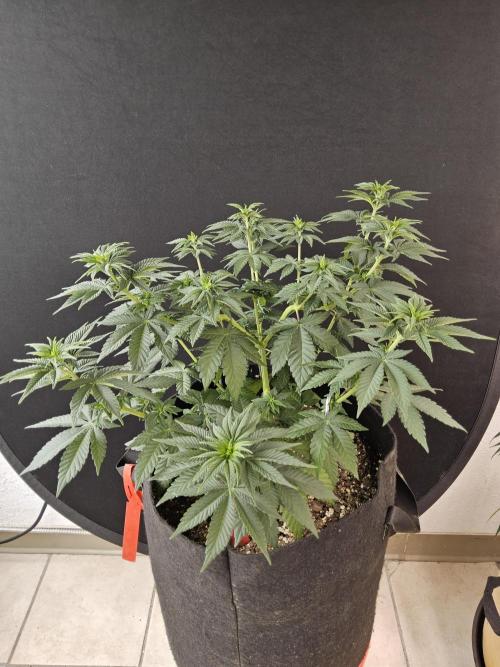 Mexican Sativa. Week 6