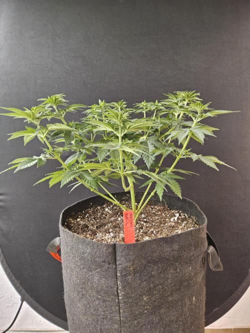 Mexican Sativa. Week 6