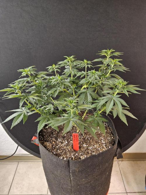 Mexican Sativa. Week 6