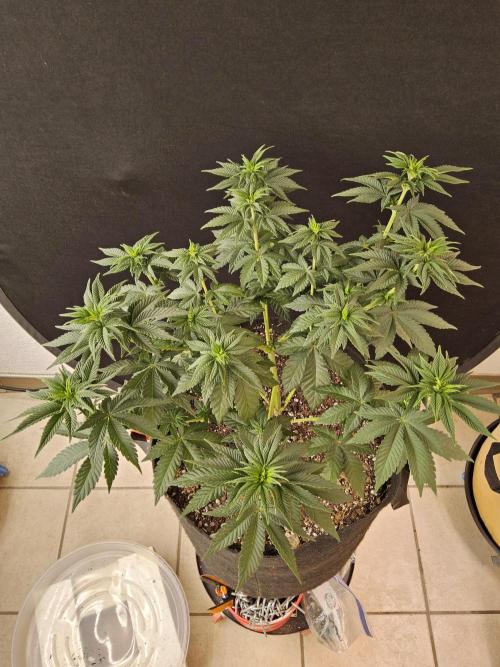Mexican Sativa. Week 6