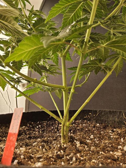 Mexican Sativa. Week 6