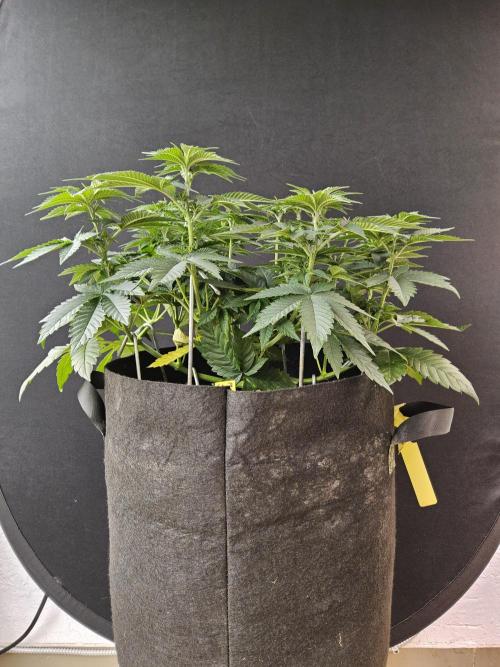 Mexican Sativa. Week 6
