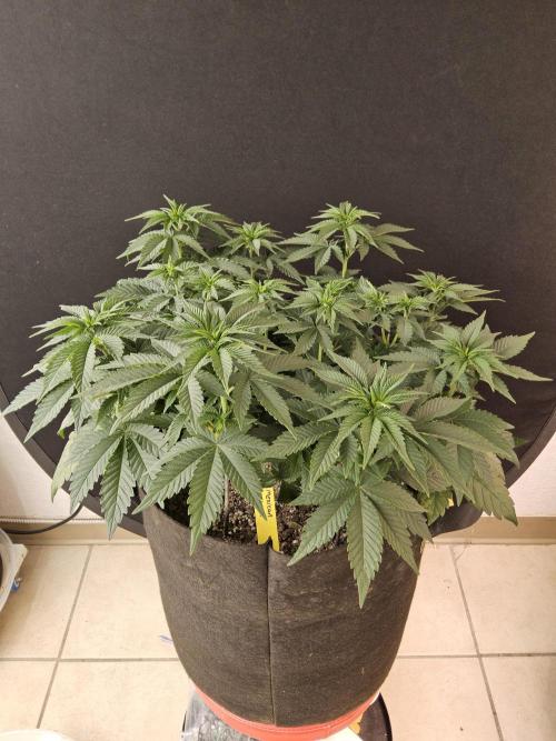 Mexican Sativa. Week 6