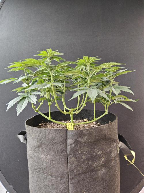 Mexican Sativa. Week 6
