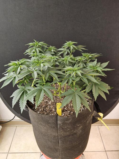 Mexican Sativa. Week 6