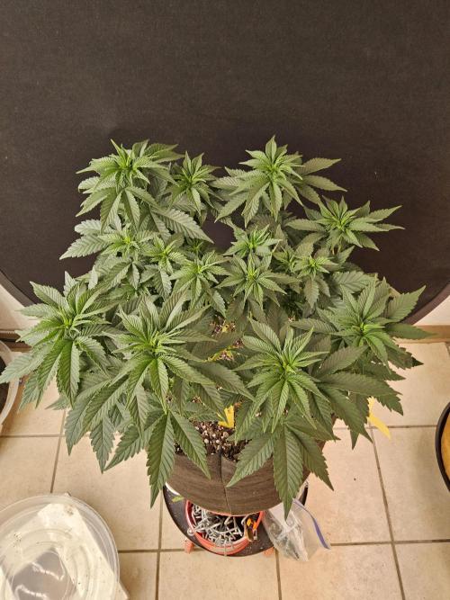 Mexican Sativa. Week 6