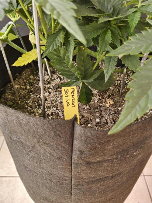 Mexican Sativa. Week 6