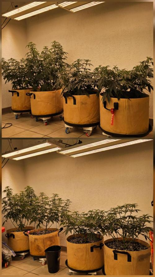 Mexican Sativa. Week 6