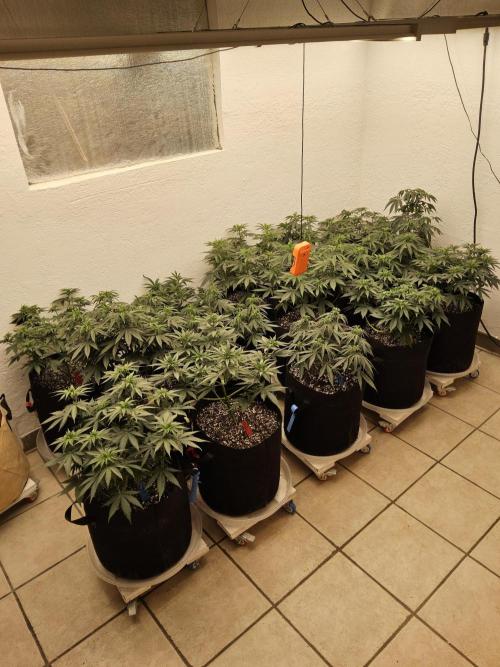 Mexican Sativa. Week 6