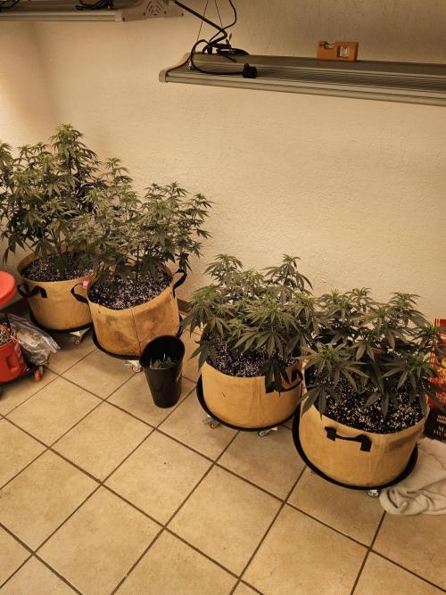 Mexican Sativa. Week 6