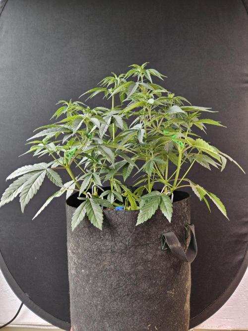 Amnesia go fast. Week 6