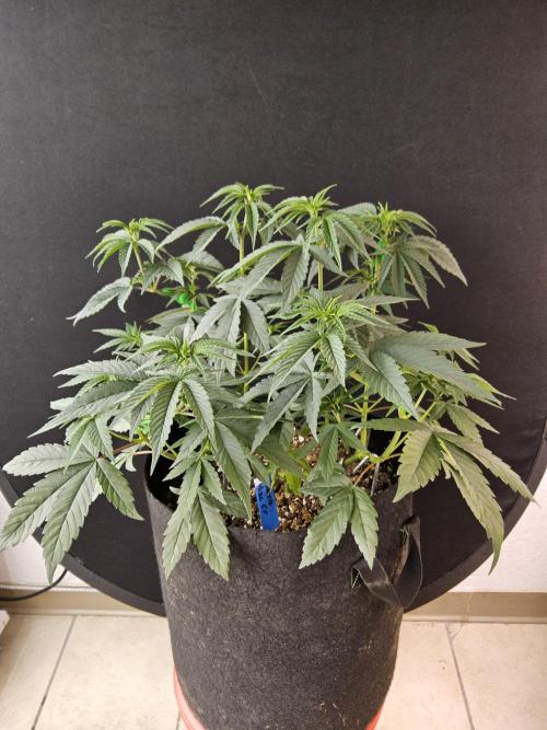 Amnesia go fast. Week 6