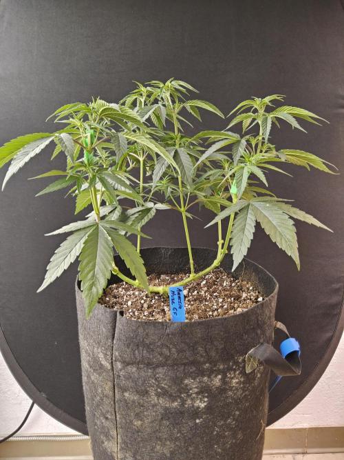 Amnesia go fast. Week 6