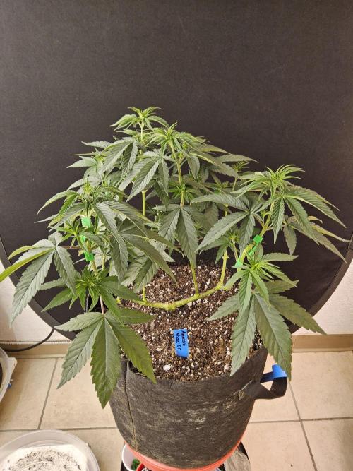 Amnesia go fast. Week 6